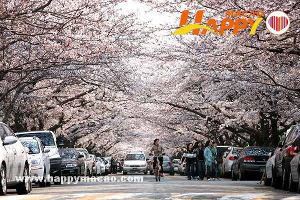 Busan_Namcheondong_Cherry_Blossom_Road_1
