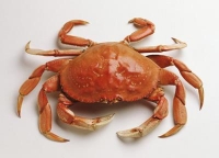 吃螃蟹的搭配和需注意的問題