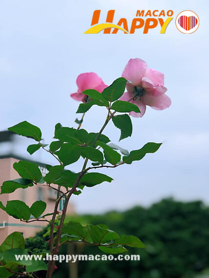 51520256_2628203917220249_6016755165967679488_n