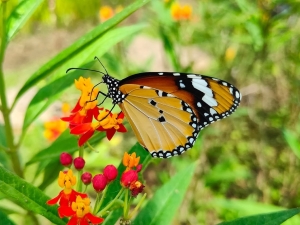 白鴿巢公園打造蝴蝶友善花園