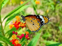 白鴿巢公園打造蝴蝶友善花園